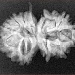 12 Mukhi G.S & Ganesh 27.9mm 3.72gm - Xray