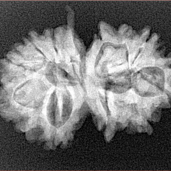 12 Mukhi G.S & Ganesh 27.9mm 3.72gm - Xray