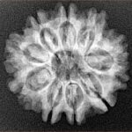 9 Mukhi Rudraksha 24.2mm 3.52gm - Xray