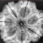 7 Mukhi Rudraksha 29.4mm 7.61gm - Xray