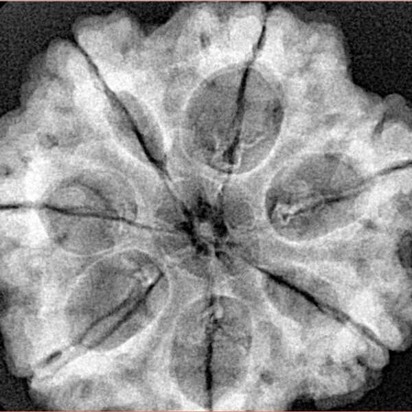 7 Mukhi Rudraksha 29.4mm 7.61gm - Xray