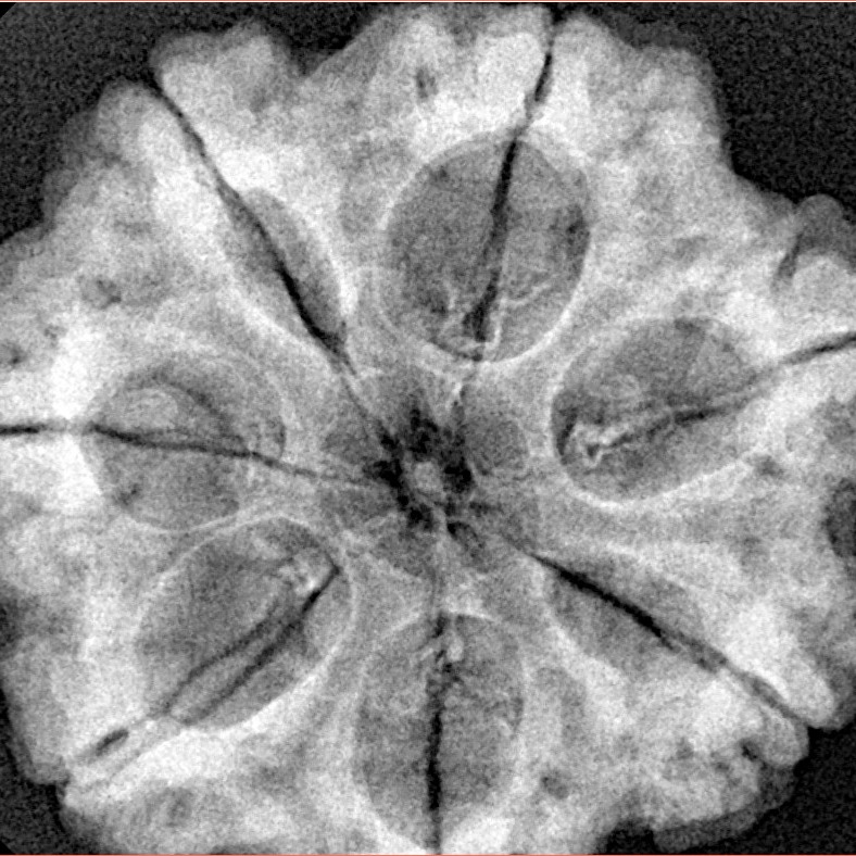 7 Mukhi Rudraksha 29.4mm 7.61gm - Xray