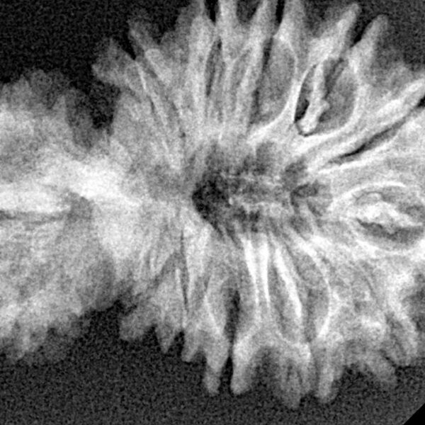 18 MK Gaurishankar 34.2mm 4.7gm - Xray