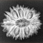 15 Mukhi Rudraksha 24.9mm 3.51gm - Xray