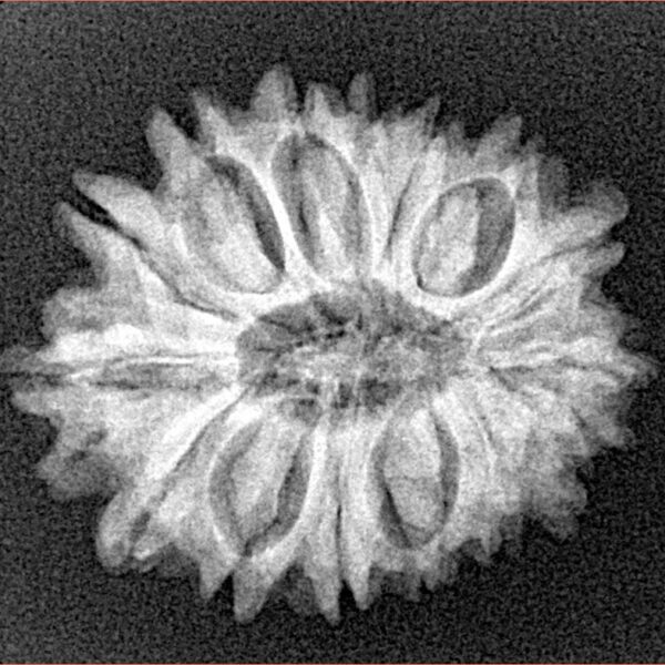 15 Mukhi Rudraksha 24.9mm 3.51gm - Xray