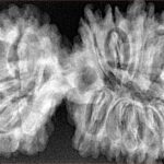 17 MK Gaurishankar 43.1mm 8.28gm - Xray