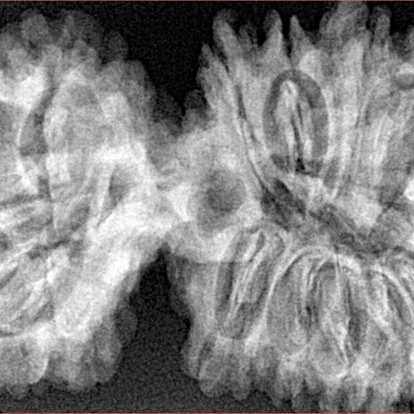 17 MK Gaurishankar 43.1mm 8.28gm - Xray