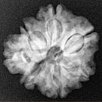 Sawar/Ganesh (6+1) 22.2mm 3.35gm - Xray