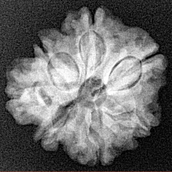 Sawar/Ganesh (6+1) 22.2mm 3.35gm - Xray