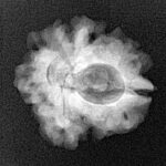 1 Mukhi Rudraksha 22mm 2.84gm - Xray