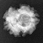 2 Mukhi Rudraksha 20.2mm 2.3gm - Xray