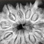 12 Mukhi Ganesh 34.3mm 9.38gm - Xray