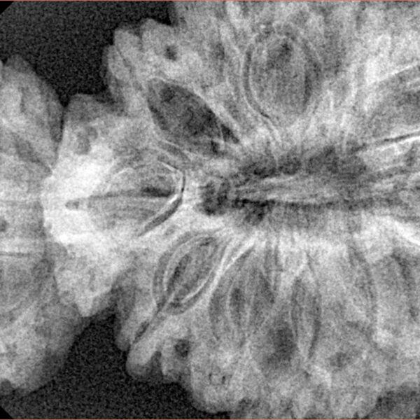 18 MK Gaurishankar 47.1mm 10gm - Xray