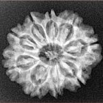 9 Mukhi Rudraksha 24.2mm 3.59gm - Xray