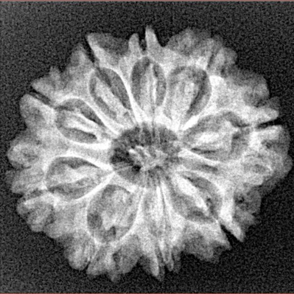9 Mukhi Rudraksha 24.2mm 3.59gm - Xray