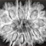 12 Mukhi Rudraksha 32.5mm 7.32gm - Xray