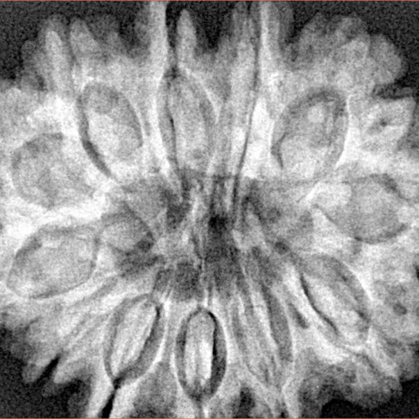 12 Mukhi Rudraksha 32.5mm 7.32gm - Xray