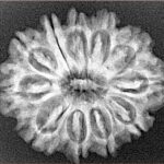 11 Mukhi Rudraksha 26.3mm 4gm - Xray