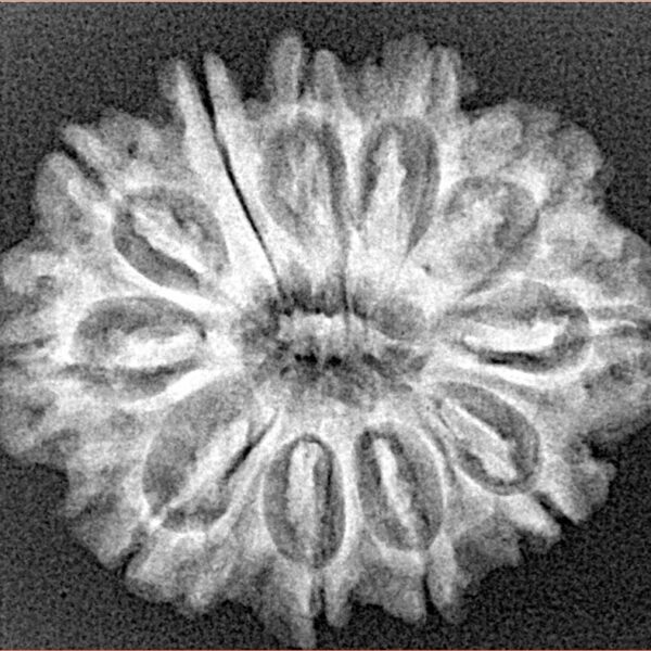 11 Mukhi Rudraksha 26.3mm 4gm - Xray