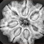 7 Mukhi Rudraksha 28.2mm 6.76gm - Xray