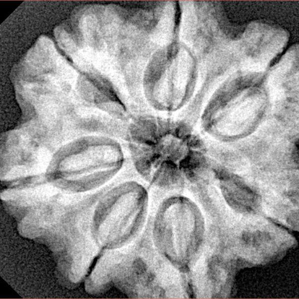 7 Mukhi Rudraksha 28.2mm 6.76gm - Xray