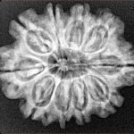 10 Mukhi Rudraksha 26.9mm 4.55gm - Xray