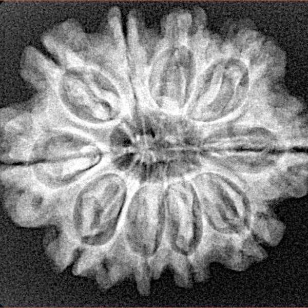 10 Mukhi Rudraksha 26.9mm 4.55gm - Xray