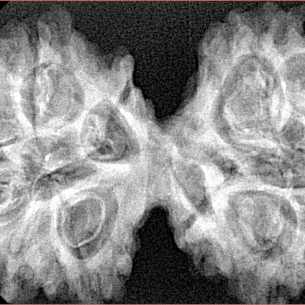 12 MK Gaurishankar 43.6mm 8.81gm - Xray
