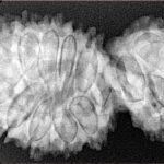 16 MK Gaurishankar 38mm 6.83gm - Xray