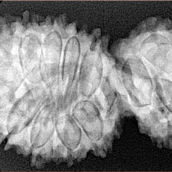 16 MK Gaurishankar 38mm 6.83gm - Xray
