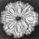 8 Mukhi Rudraksha 25.5mm 4.29gm - Xray
