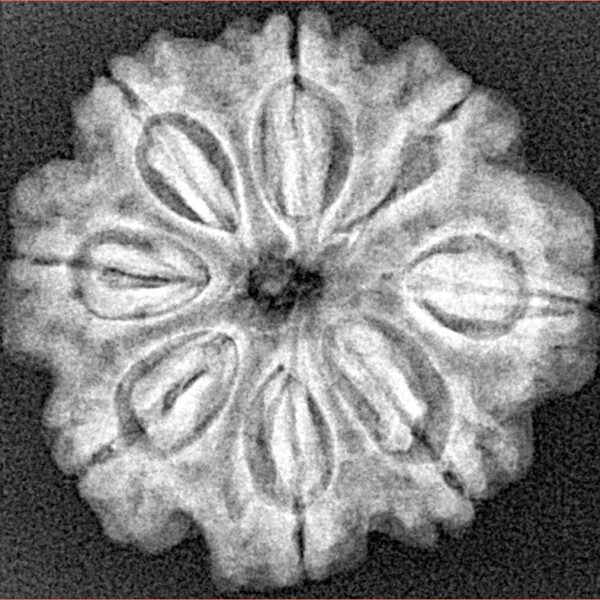 8 Mukhi Rudraksha 25.5mm 4.29gm - Xray