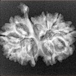 11 Mukhi G.S & Ganesh 25.7mm 2.8gm - Xray