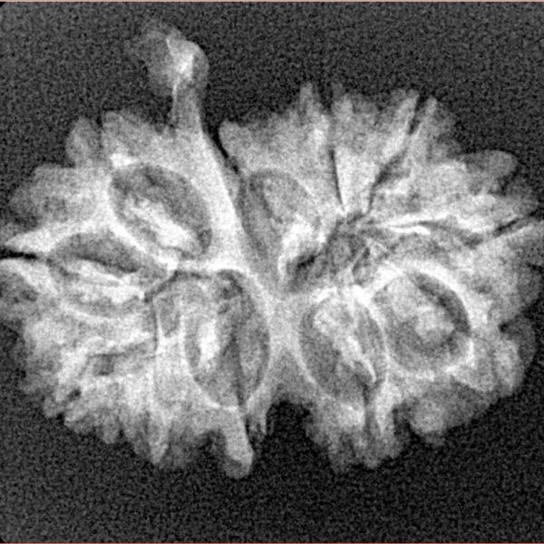 11 Mukhi G.S & Ganesh 25.7mm 2.8gm - Xray