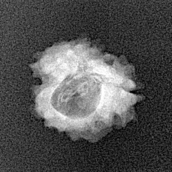 1 Mukhi Rudraksha 17.7mm 1.17gm - Xray