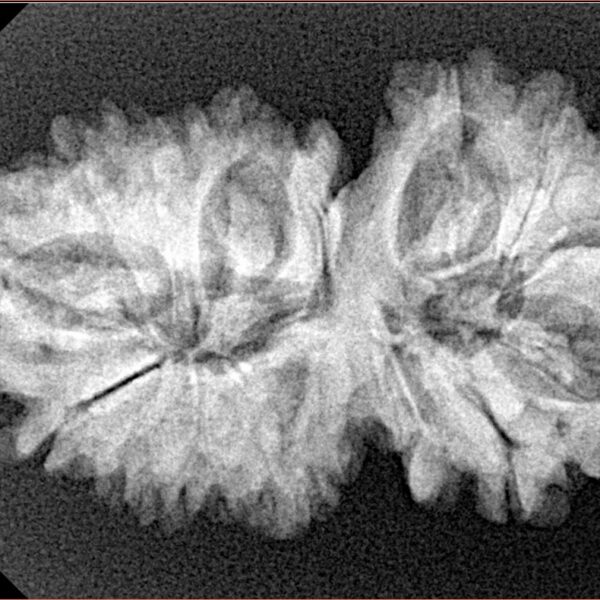 15 MK Gaurishankar 33.9mm 5.18gm - Xray