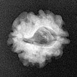 2 Mukhi Rudraksha 19.3mm 2gm - Xray