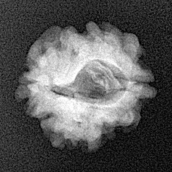 2 Mukhi Rudraksha 19.3mm 2gm - Xray
