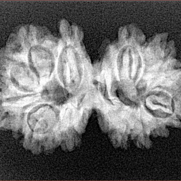14 Mk Gaurishankar 29.1mm 3.79gm - Xray