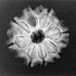 8 Mukhi Rudraksha 21.7mm 2.8gm - Xray