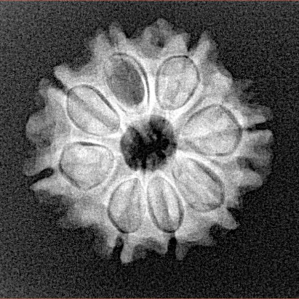 8 Mukhi Rudraksha 21.7mm 2.8gm - Xray