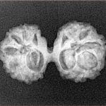 14 Mk Gaurishankar 25.8mm 2.59gm - Xray