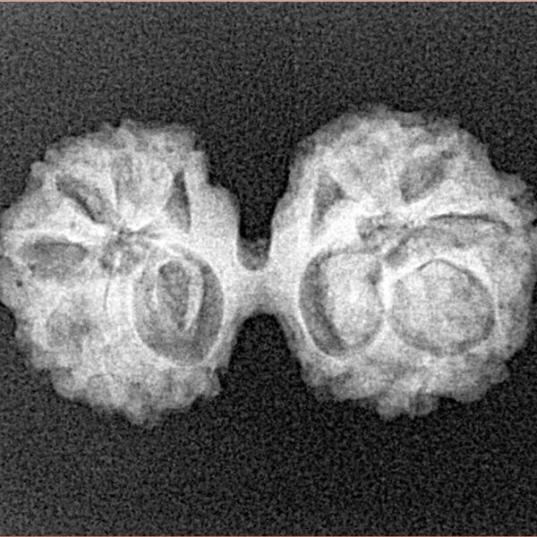 14 Mk Gaurishankar 25.8mm 2.59gm - Xray