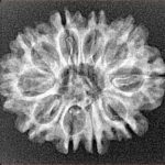 10 Mukhi Rudraksha 25.7mm 2.74gm - Xray