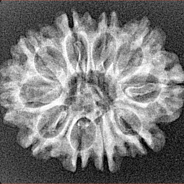 10 Mukhi Rudraksha 25.7mm 2.74gm - Xray