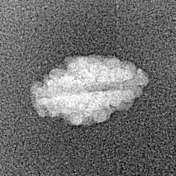 1 Mukhi Rudraksha 12.7mm 0.28gm - Xray