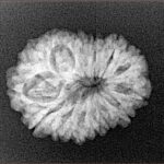 14 Mukhi Rudraksha 22.6mm 2.68gm - Xray