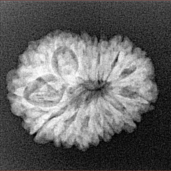 14 Mukhi Rudraksha 22.6mm 2.68gm - Xray