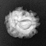 1 Mukhi Rudraksha 18.7mm 2gm - Xray