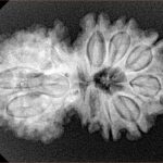 14 Mk Gaurishankar 30.6mm 4.9gm - Xray
